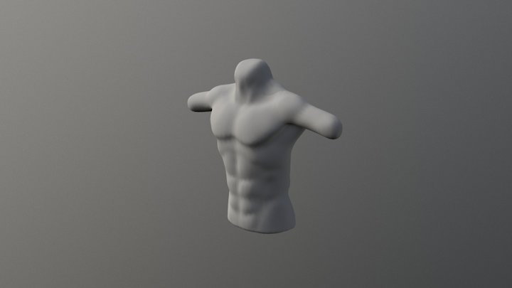 Human Torsos 3D Model