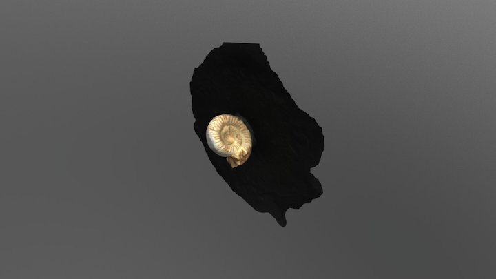 Ammonite 3D Model