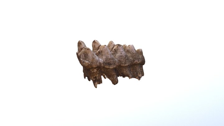 Mastodon Tooth 3D Model