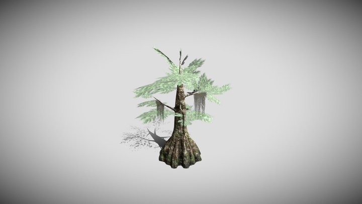 Bald Cypress Tree 3D Model