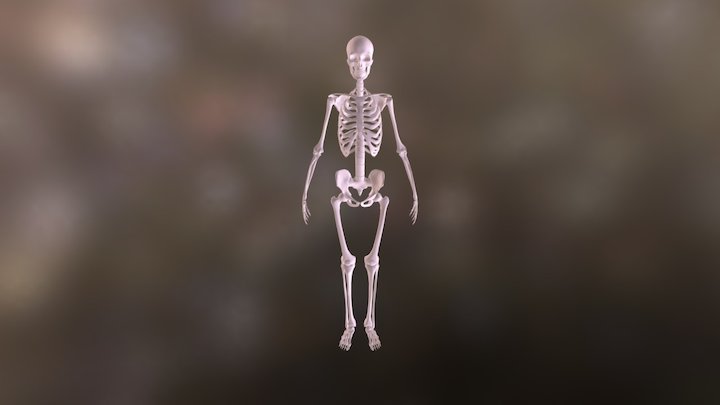 Esqueleto Humano 3D Model