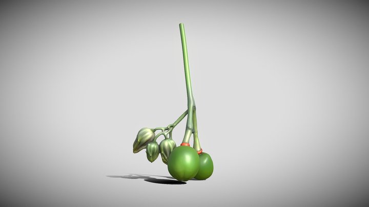 Manihot chlorosticta – Modello 3D gratuito STL
