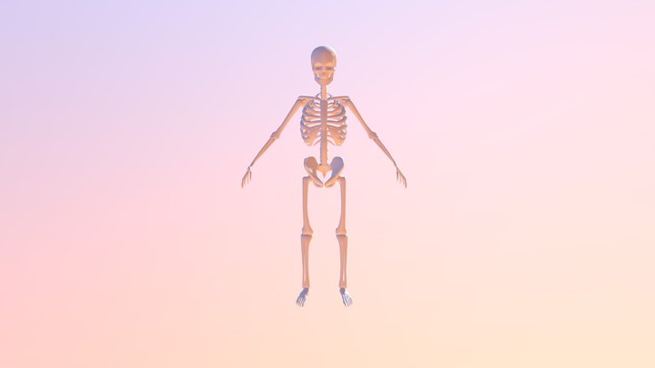 Moranskeleton3-5 3D Model