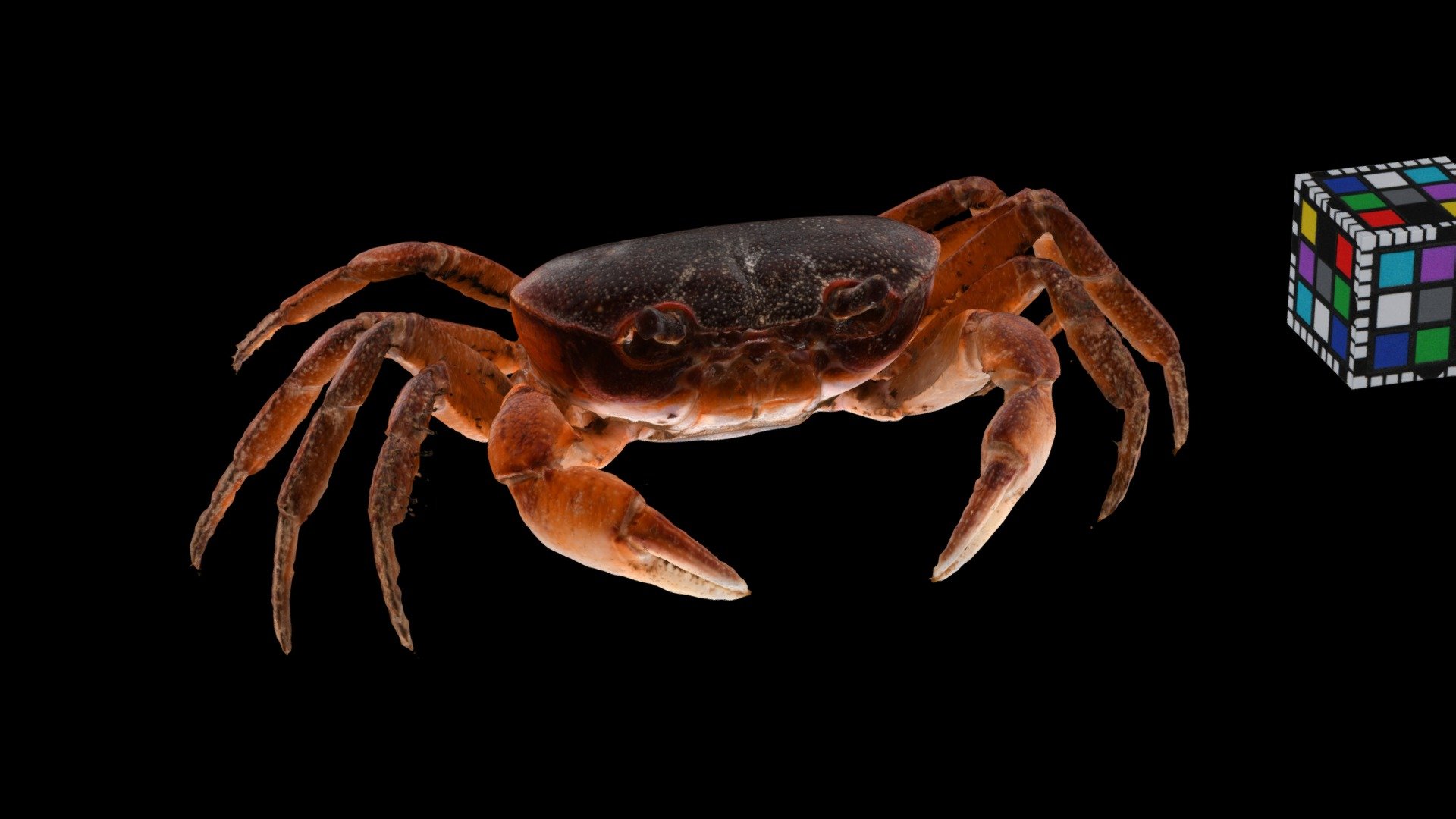 サワガニ ♀ River Crab, Geothelphusa dehaani - Download Free 3D model by ...