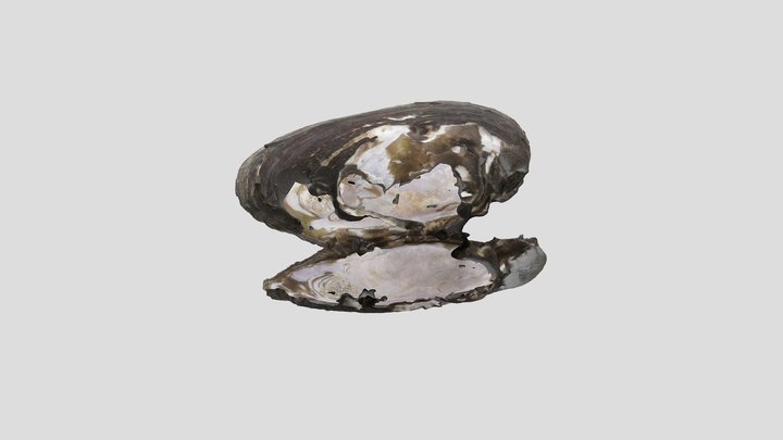 Freshwater Mussel Shells 3D Model