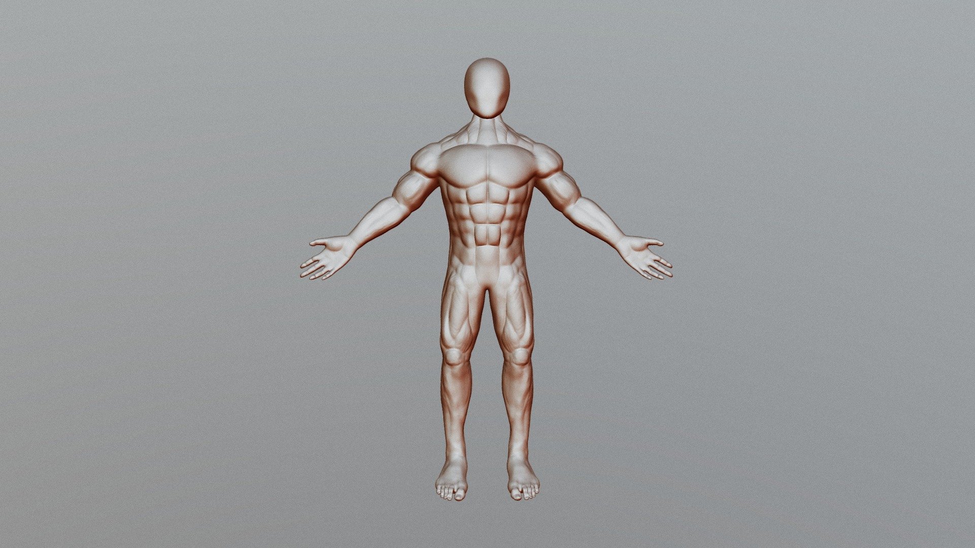 Human Male Base Mesh Anatomy - 3D model by NiozzDev [01195e2] - Sketchfab