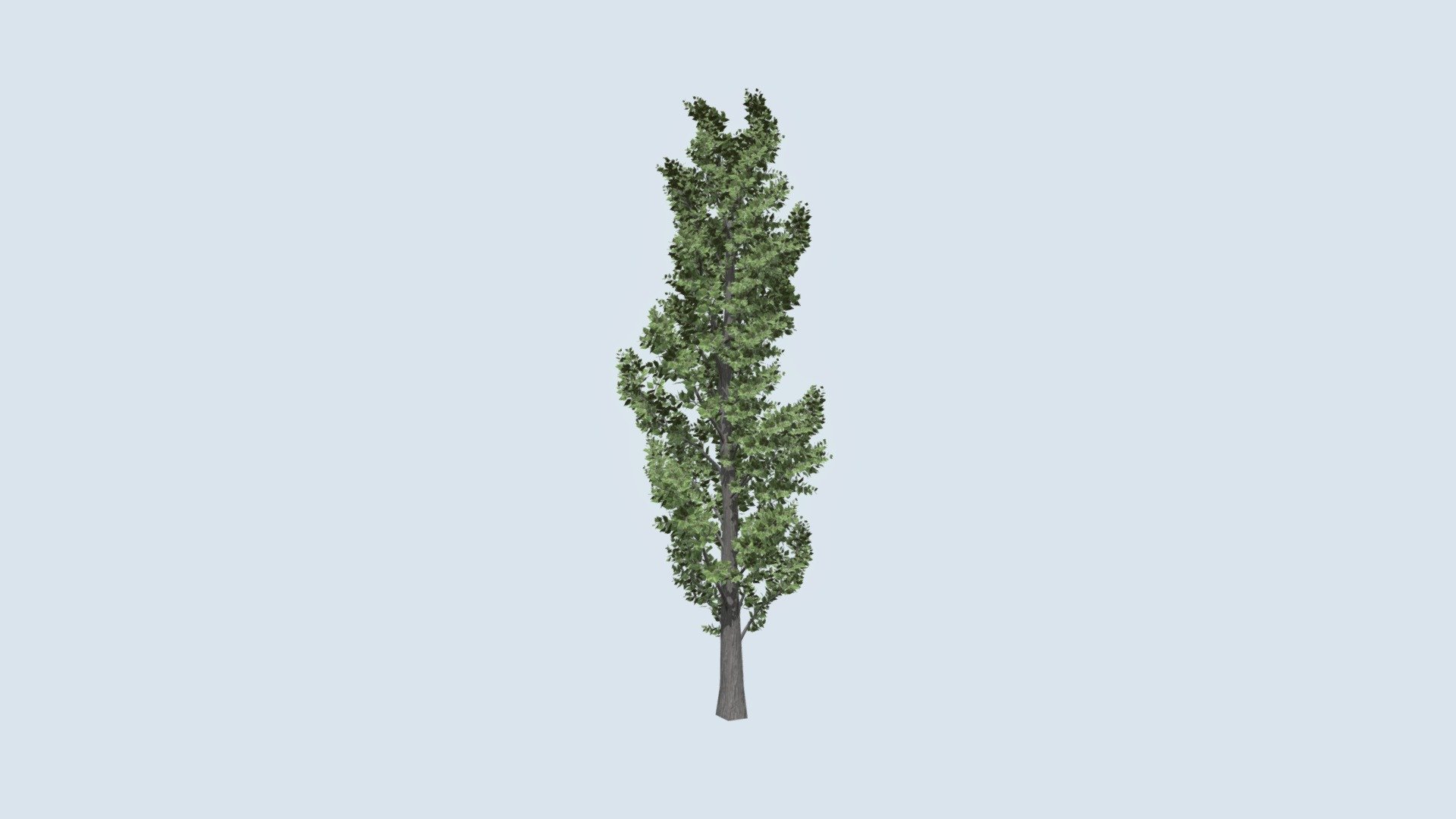 Poplar Piramidal