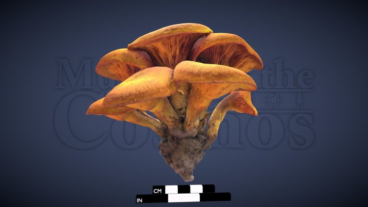 Fungal fruiting body (Omphalotus sp. ?) 3D Model