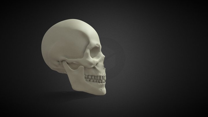 Human Skull 3D Model