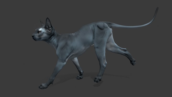Sphynx cat 3D Model