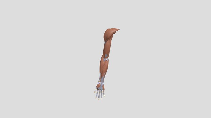 XR Anatomy Project: Kadai A 3D Model