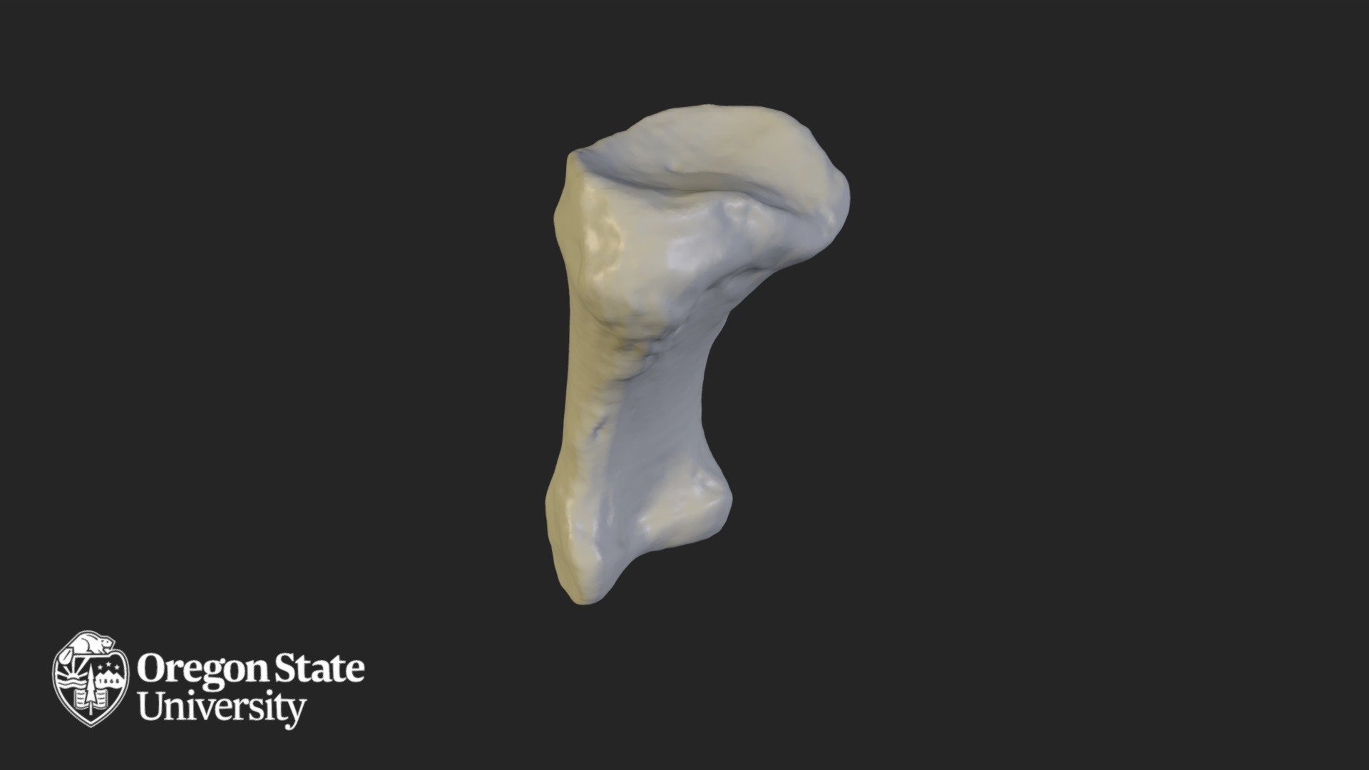 Proximal Phalange 1 — Sketchfab embed 3D viewer