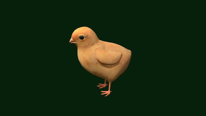 Baby Chick Rebuilt