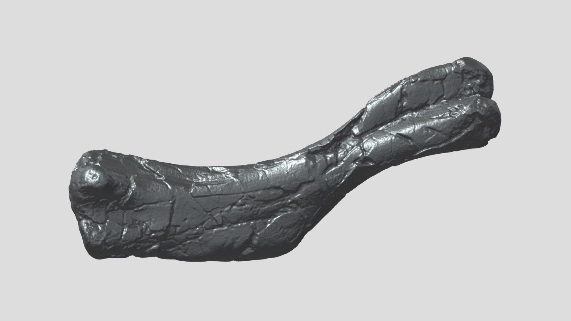 Brachylophosaurus Humerus