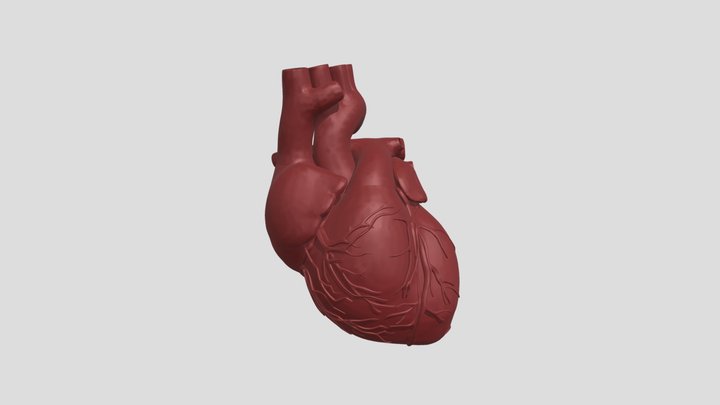 Humanheart 3D Model