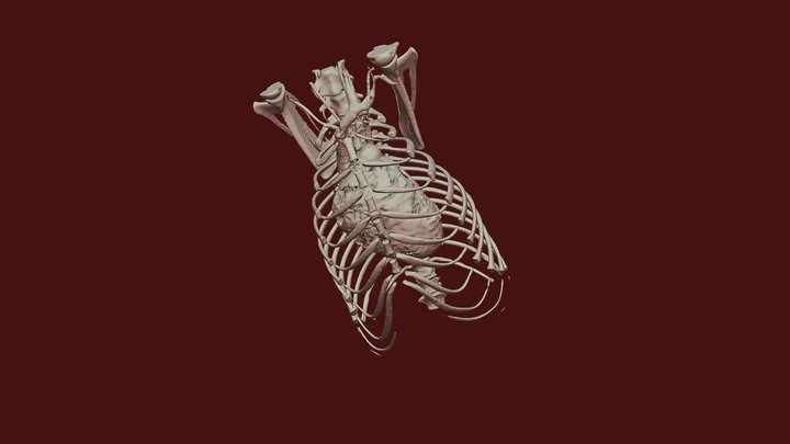 heartand bone 3D Model