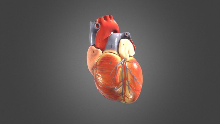 Heart - major coronary veins 3D Model