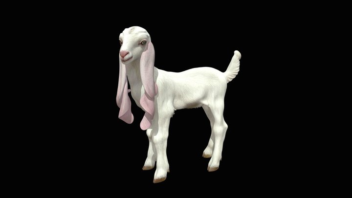 Nubian Grace Goat 3D Model Free – Modello 3D gratuito STL