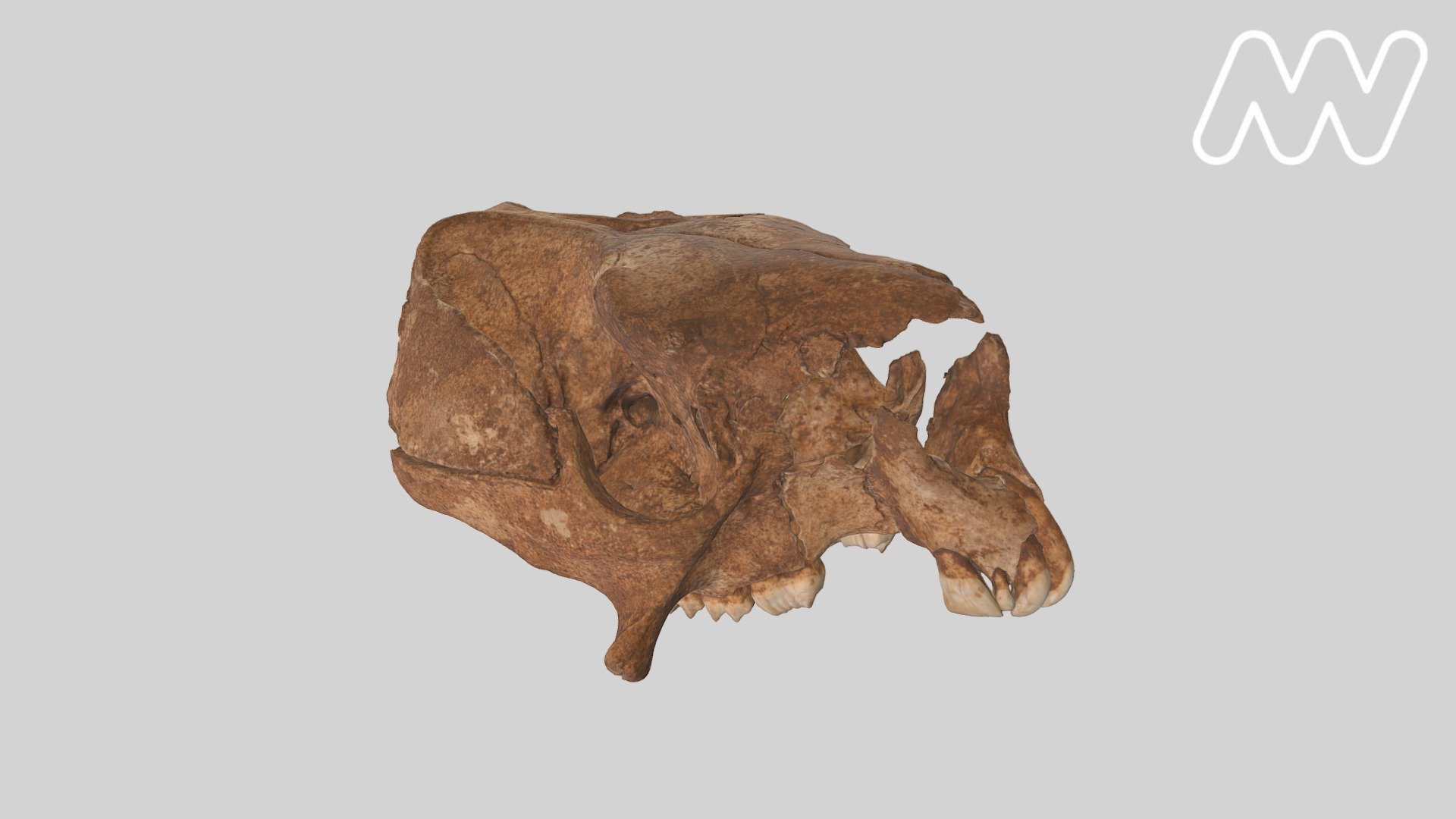 P232584 Short-faced Kangaroo Cranium - 3D model by Museums Victoria ...