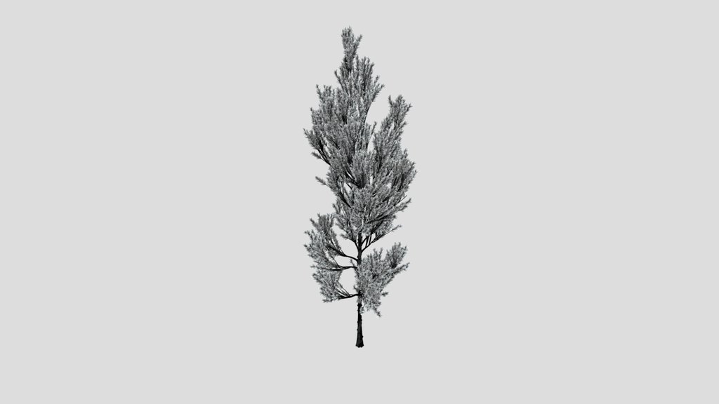 Coniferous Tree