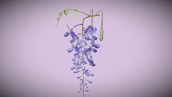 Wisteria flower 3D Model