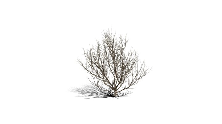 Realistic HD Rosemary willow (91/99) 3D Model