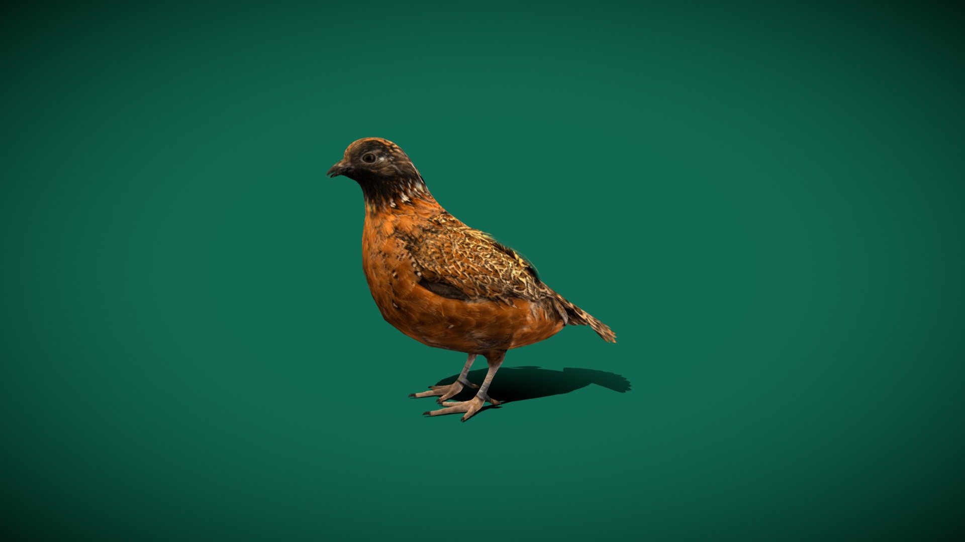 Masked BobWhite Quail Bird (Endangered) - Buy Royalty Free 3D model by
