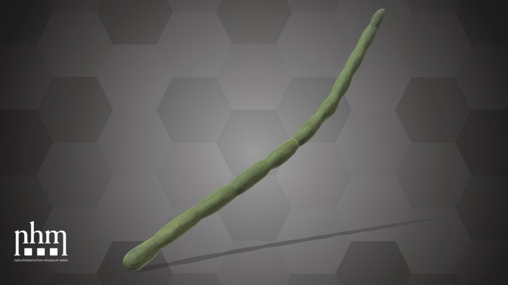 Lobiya (NHMW-AFW-DING-0046-143) – Modèle 3D gratuit STL