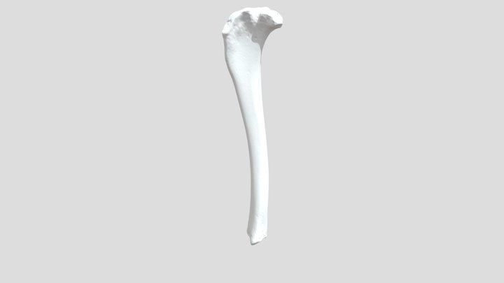 3d-dog-bone-project-tibia 3D Model