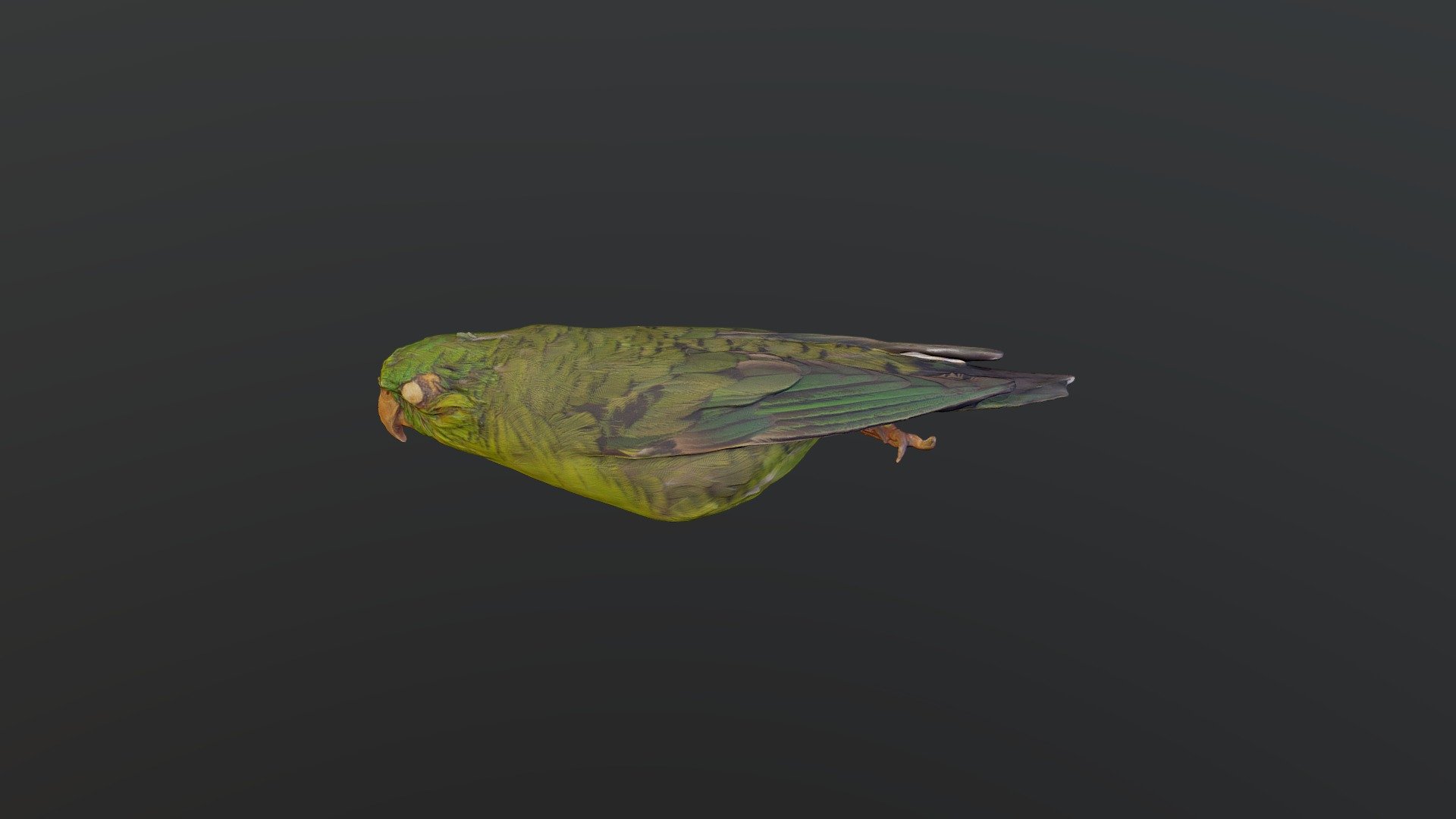 Barred Parakeet - Bolborhynchus lineola