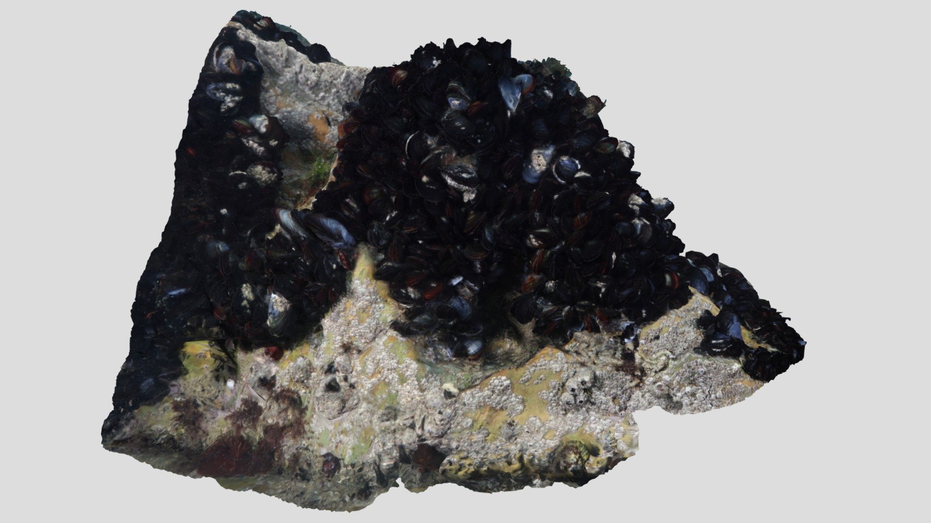 Mussels — Sketchfab embed 3D viewer