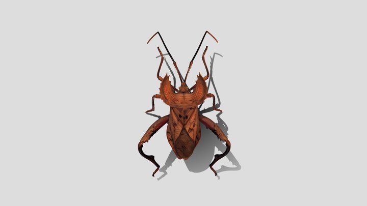 Crimson Leaf-Footed Bug – Kostenloses 3D-Modell STL