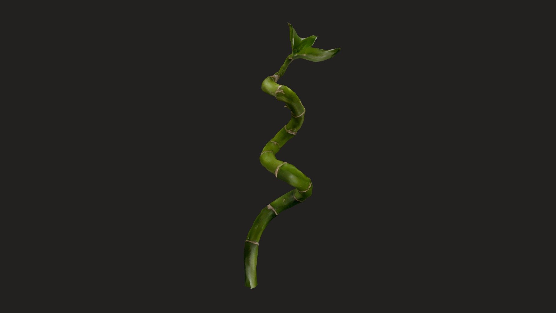 Day 255: Dracaena spiral