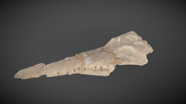 Crocodile 3D Model