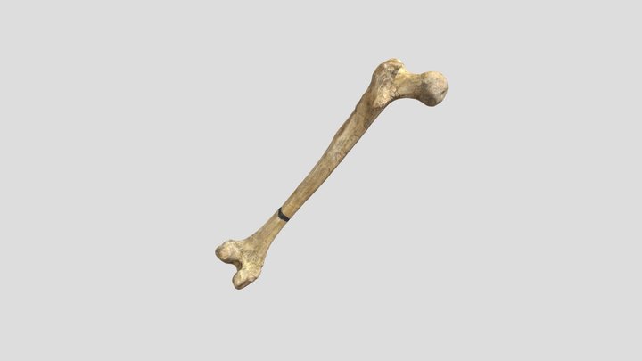 Borrowed Scan _17 3D Model