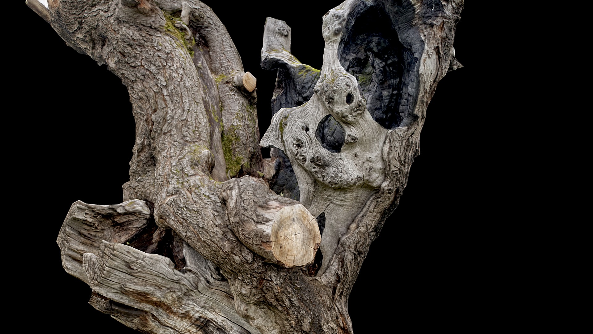 3D model tree trunk - This is a 3D model of the tree trunk. The 3D model is about a tree trunk with a skull on it.