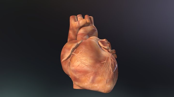 Human Heart Demo 3D Model