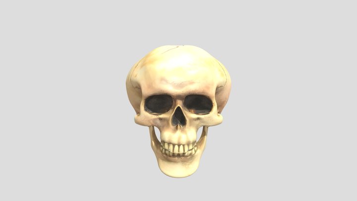 human skull 3D Model