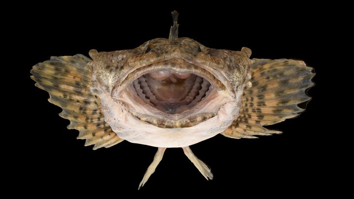 CC0 アユカケ 🐟 Ayukake Freshwater Sculpin