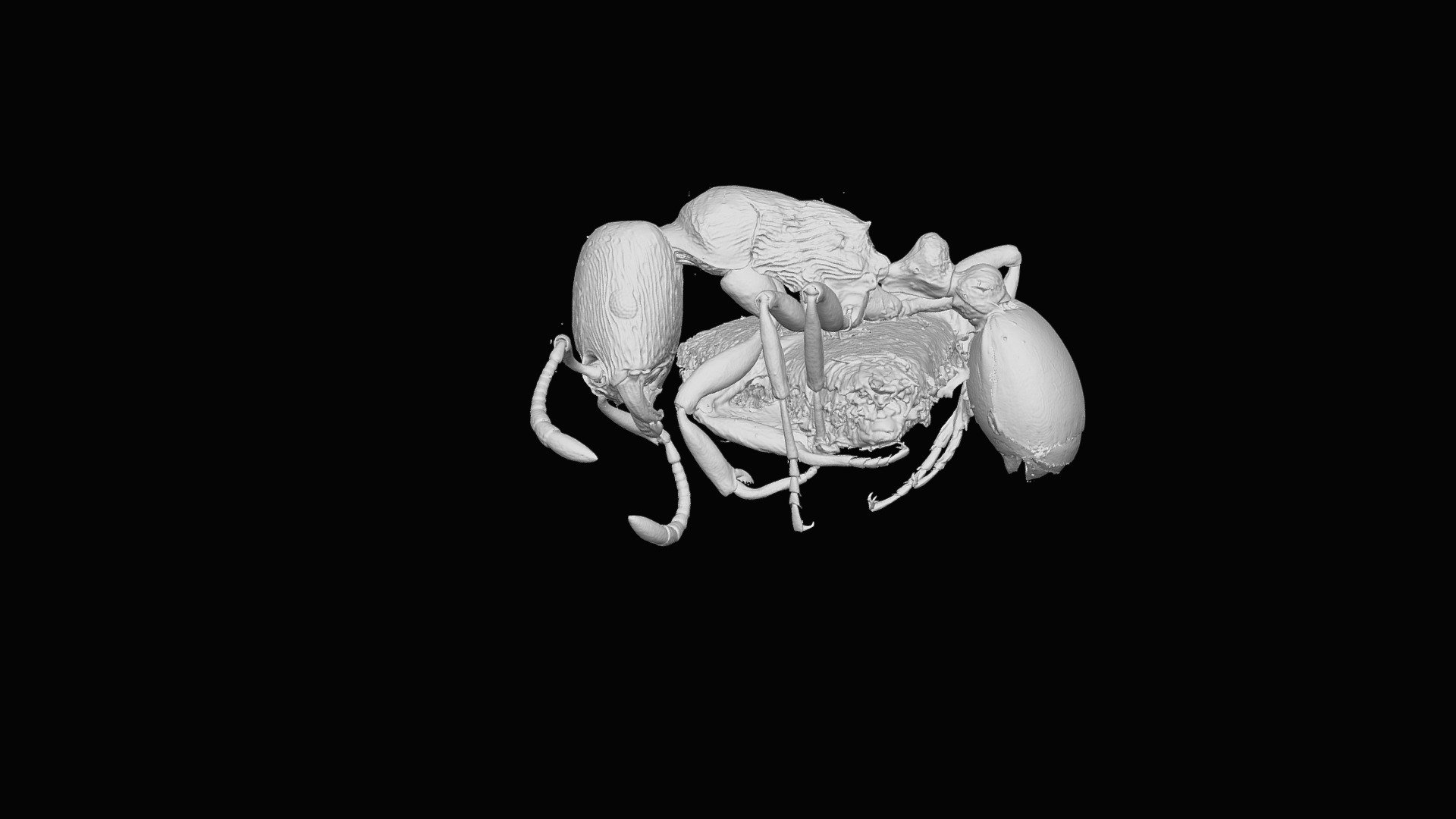 Strongylognathus arnoldii