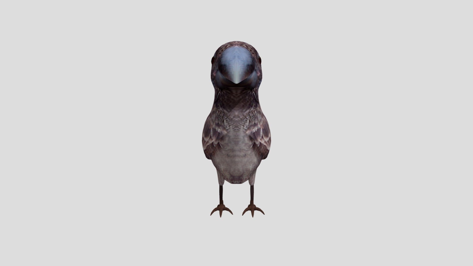 Pajaro1
