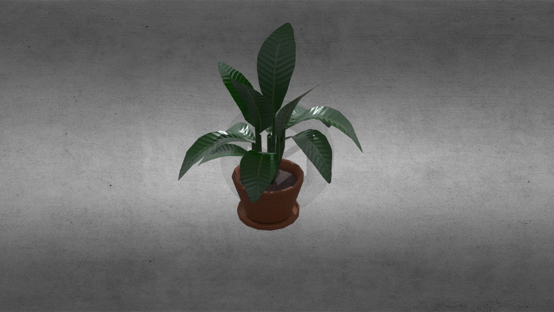 House Plant