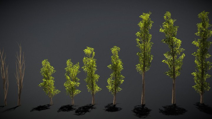 Poplar 3D models - Sketchfab