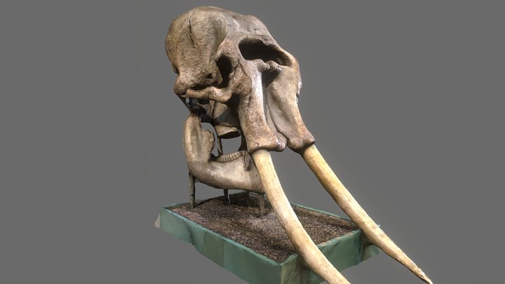 Asian Elephant Skull 3D Model