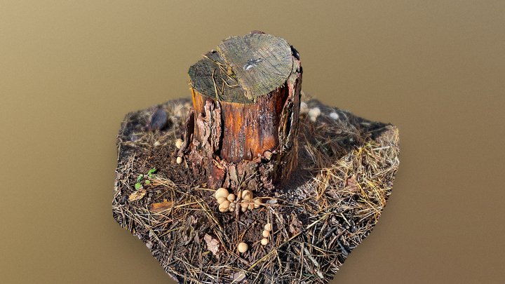 Trunk Scan(High poly raw) 3D Model