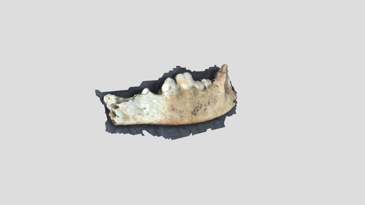 coyote jaw fragment 3D Model