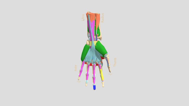 Fascial spaces of the hand 3D Model
