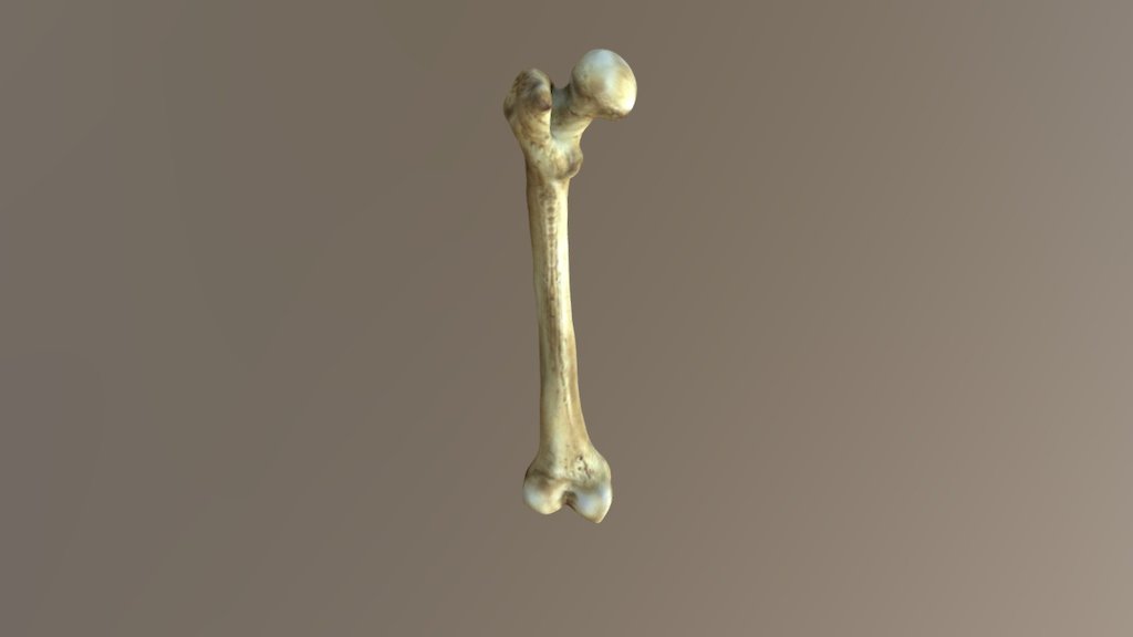 Bone Sketch Mesh - 3D model by Kseniia.Lu [017875f] - Sketchfab