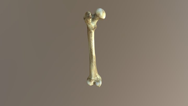 Bone Sketch Mesh 3D Model