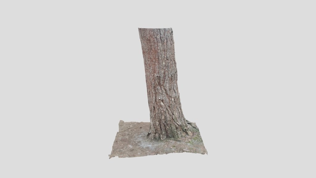 Conifer tree stump 3